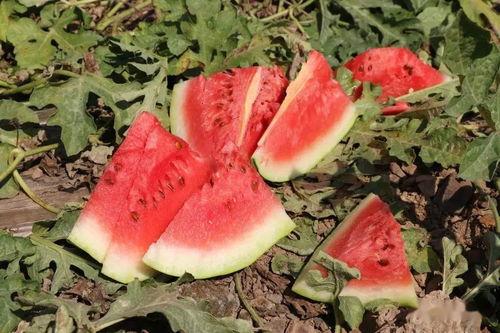 溪子吃瓜,揭秘夏日消暑新潮流