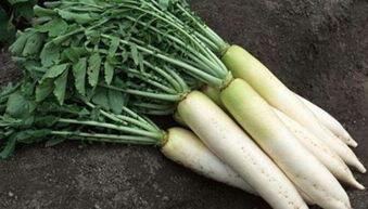 吃中药不让吃瓜和萝卜,吃瓜与萝卜需谨慎