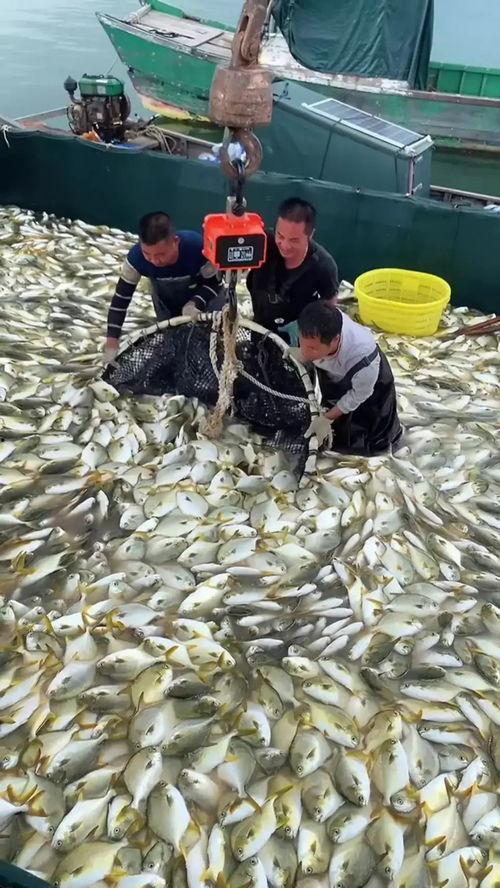 南通渔民吃瓜事件,南通渔民意外捕获巨型瓜果引发热议