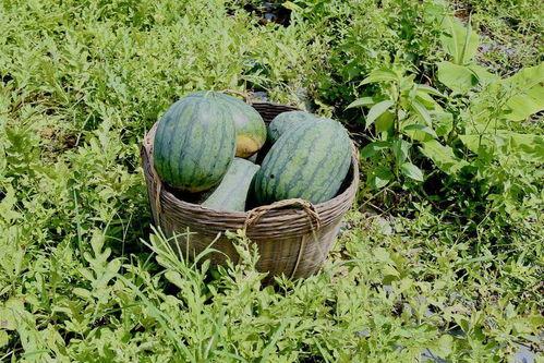 到田里吃瓜,体验农家乐，畅享夏日清凉