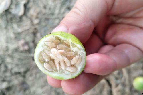 农村吃小瓜视频,农村吃小瓜，共享丰收喜悦