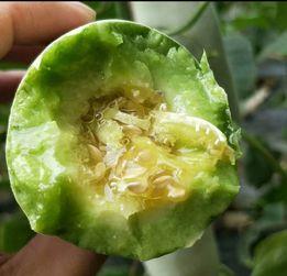 蓝瓜生长几年可以吃,探索从播种到可食用的时间奥秘