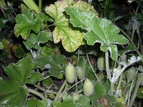 喷瓜可以吃么,美味还是危险？揭秘喷瓜的食用之谜