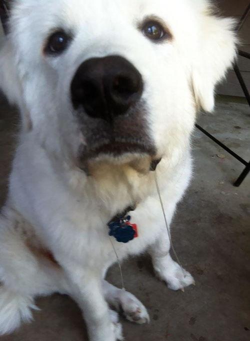 可怜小狗吃瓜,引发网友热议