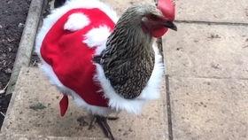 母鸡吃瓜,趣味农业新现象