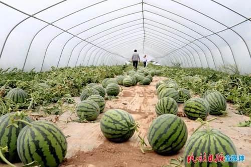 苏州街吃瓜,街头巷尾的夏日风情