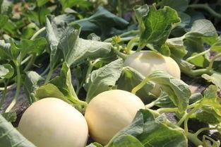 绵瓜怎么吃,探索绵瓜的多样美味