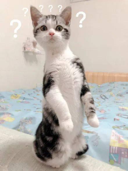 打篮球吃瓜的猫,趣味横生的篮球场一幕