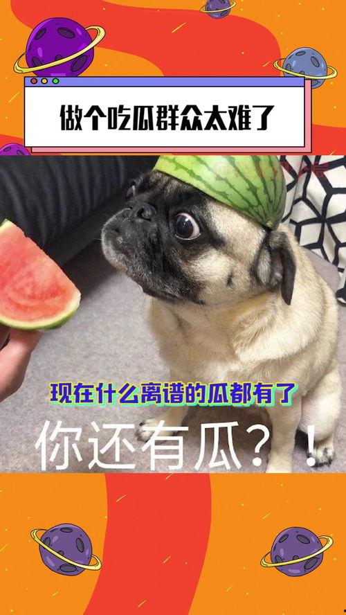 吃瓜真的太难了,为何吃瓜真的太难了？