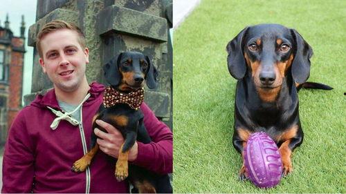 吃瓜吃狗狗吃的东西图片,跟随镜头探寻宠物餐桌上的美味时光