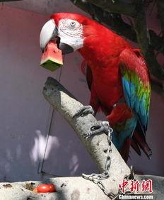 吃瓜的鸟图片,揭秘鸟类世界中的“美食侦探”