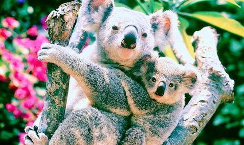 无尾熊吃瓜基地超级,揭秘吃瓜基地的奇幻之旅