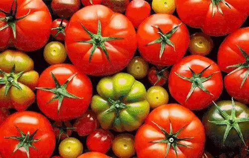 吃瓜大料番茄小说,番茄小说中的神秘世界