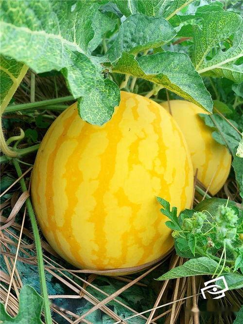 吃瓜海壁纸,揭秘“吃瓜海”壁纸背后的故事与魅力